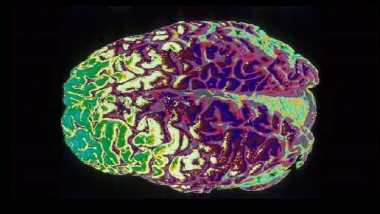 اكتشاف مادة تطيل ريعان 