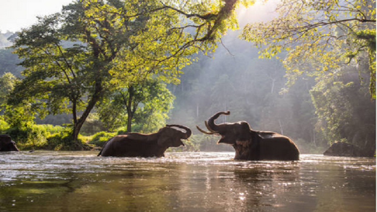 ما سبب انقراض أكبر ثدييات إفريقيا؟