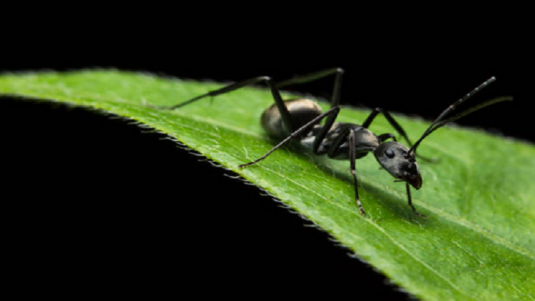 كيف يمكن للبشر الاستفادة من حنكة النمل في منع انتشار العدوى؟