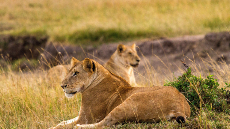 هل تضحك الأسود؟