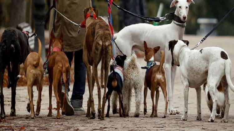 البحوث الإسلامية المصرية تحسم الجدل حول أكل لحوم القطط والكلاب