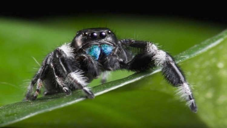 العناكب تنتج حليبا تتفوق مغذياته على حليب البقر!