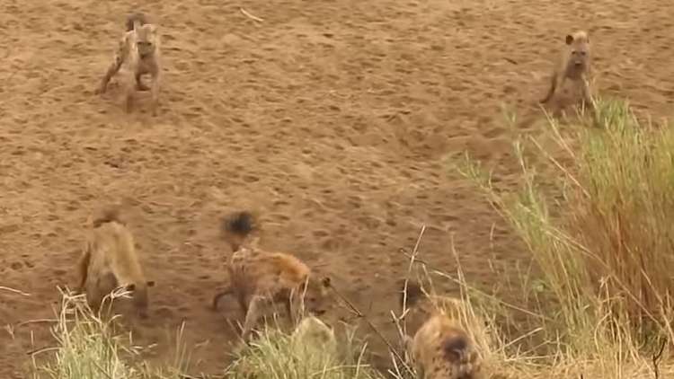 فيديو مثير.. أسدان ينقذان لبؤة من قطيع ضباع