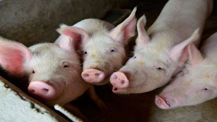 اختراق طبي .. قلوب الخنازير قد تنقذ حياة البشر قريبا!