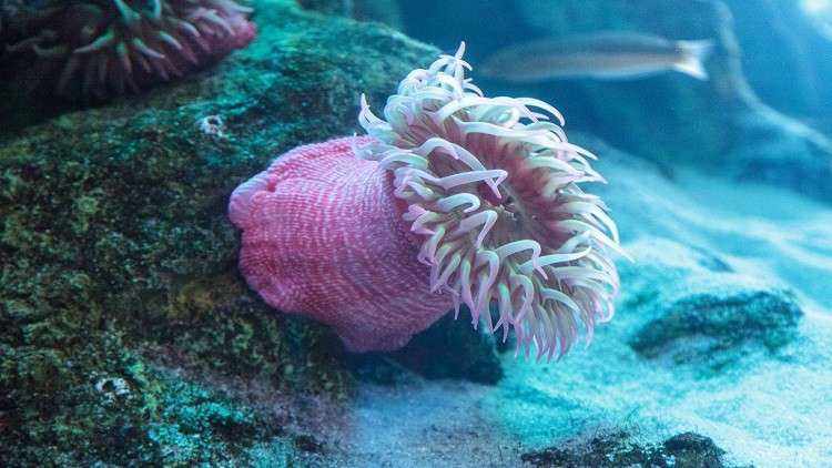 لماذا ظهرت أولى الكائنات الحية المعقدة في أعماق المحيطات؟