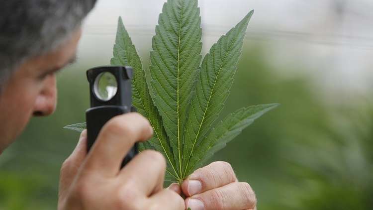 الكونغرس يشرّع زراعة "القنب المخدر" 