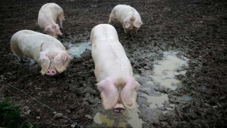 تفشي حمى الخنازير الإفريقية داخل إقليم قوانغ دونغ الصيني