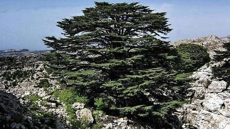 التغير المناخي يهدد رمز لبنان بالدمار!