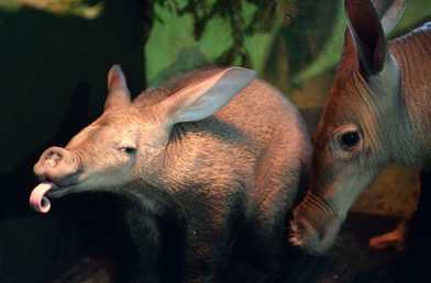 ولادة صغير خنزير الأرض في حديقة الحيوانات في يكاترينبورغ، روسيا