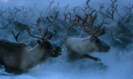 غزلان الشمال في "توندرا" في منطقة مورمانسك، روسيا