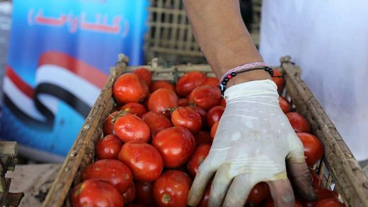 نقيب الفلاحين يكشف عن كارثة خطيرة في بذور طماطم (023) تنتظر مصر