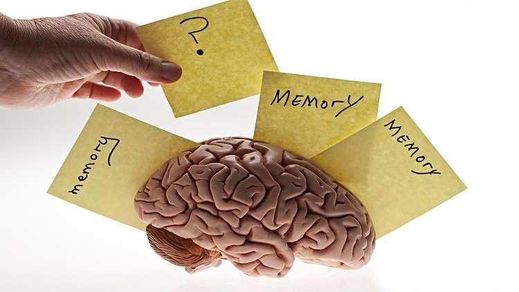 الدماغ البشري يعمل بشكل عكسي لاستعادة الذكريات!