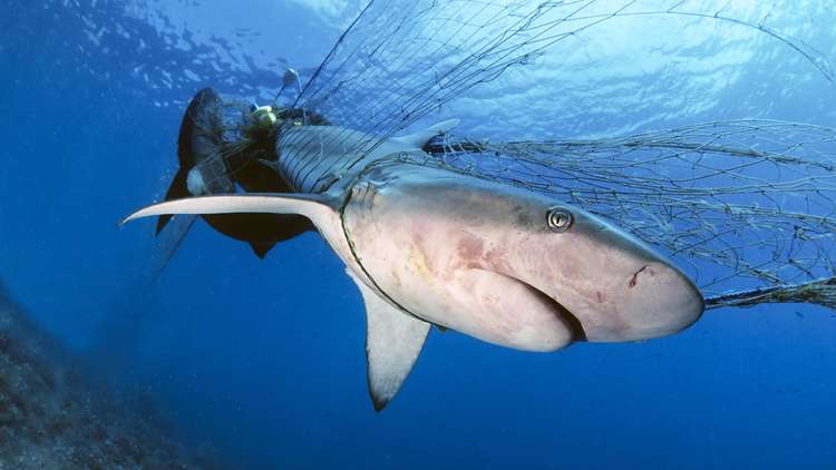 شاهد: سباحة مرعبة مع أكبر قرش أبيض