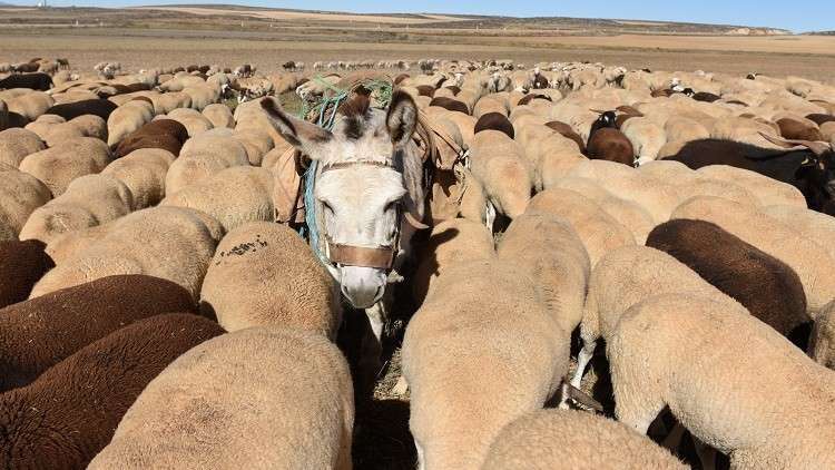 الأردن بصدد تشكيل بنك وراثي للحمير البلدية
