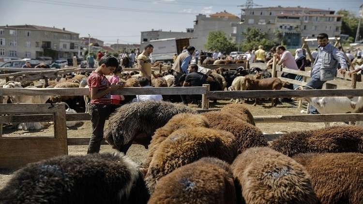 العراق يحبط تهريب أغنام من سوريا ومخدرات من الأردن 