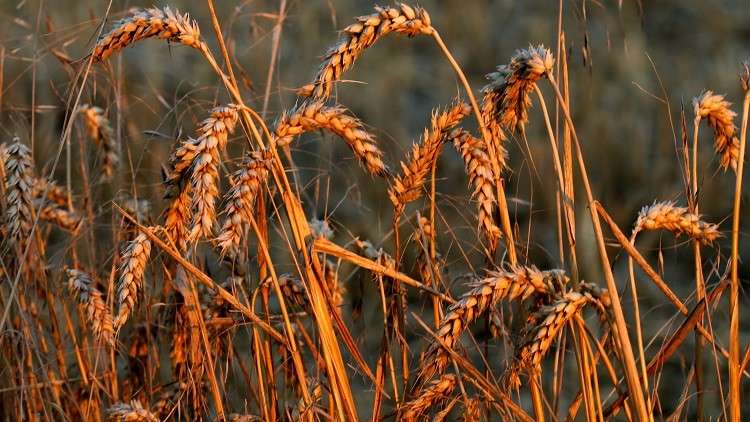 سوريا تستورد أكبر كمية قمح منذ عقود