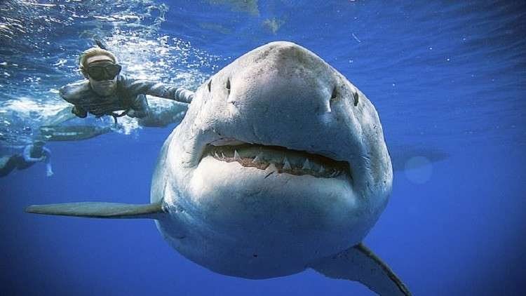 ابتكار جديد يحمي الناس من هجمات أسماك القرش القاتلة