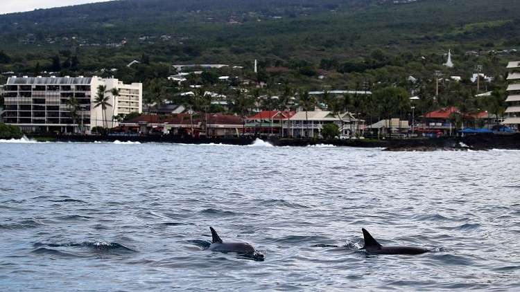مفجوعة بموته.. أنثى دلفين تسبح مع جثة وليدها عدة أيام (بالفيديو)