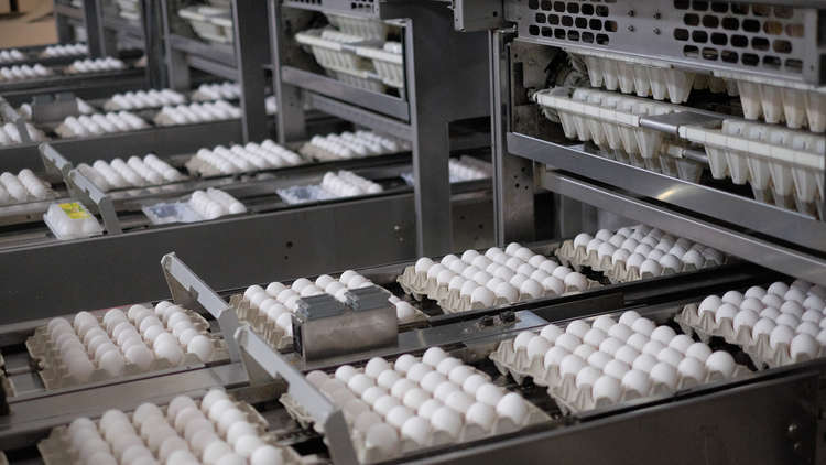 سوريا تلتف على العقوبات وتستورد 50 ألف بيضة لتفريخ الأمات البياضة