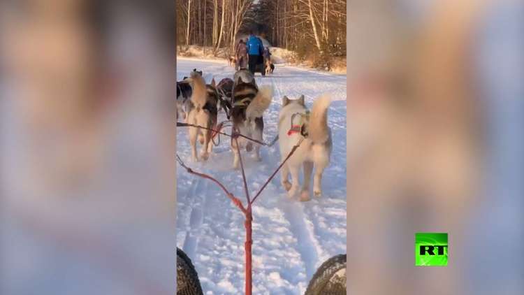 كلاب الهاسكي تجر العربات متحدية صقيع سيبيريا 