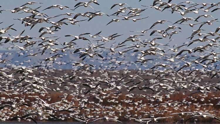 "الحشرات" تضع الأرض على مشارف كارثة مدمرة