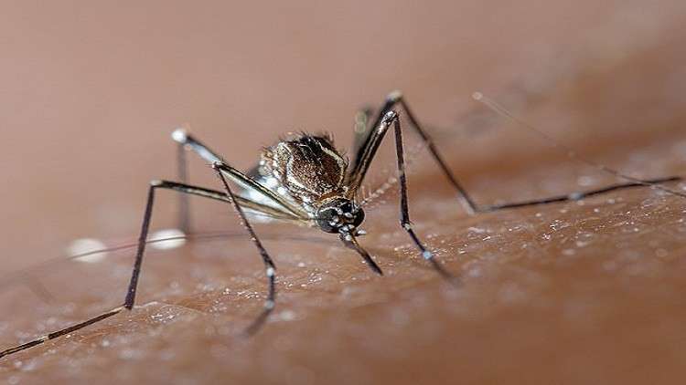 حمى خطيرة قد تحميك من عدوى قاتلة!