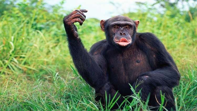 الشمبانزي تستخدم لغة إشارة ترتبط بقوانين التواصل البشري