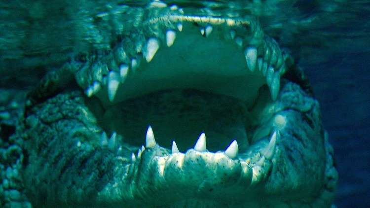 تمساح "يلتهم" رجلا أمام أنظار ابن أخيه!