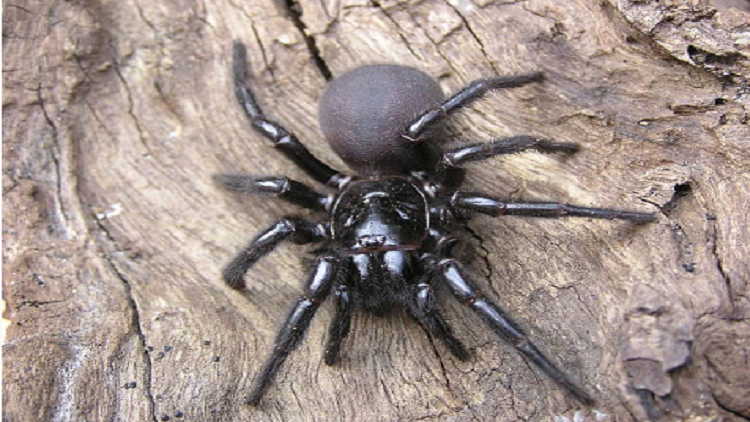 اكتشاف عناكب نادرة وفريدة عمرها 110 ملايين سنة!