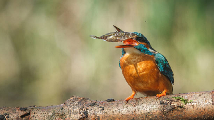 سمكة تشهد "ولادة عذرية" لأول مرة في العالم!