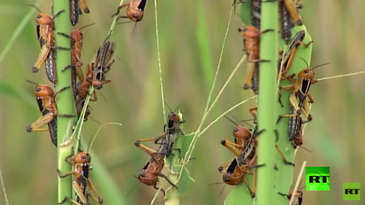 الزراعة الأردنية تعد إجراءات احترازية لمكافحة أسراب جراد قادمة من السعودية