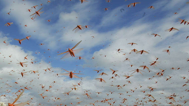 أسراب من الجراد تصل العقبة جنوبي الأردن قادمة من السعودية 
