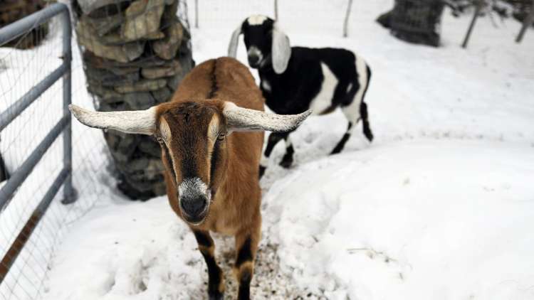  انتخاب عنزة لمنصب عمدة بلدة أمريكية!