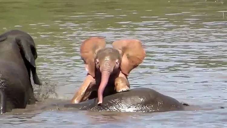 العثور على فيل وردي في جنوب إفريقيا (فيديو)