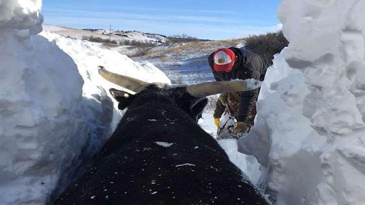 عاصفة ثلجية تطمر الزرع والضرع في الولايات المتحدة
