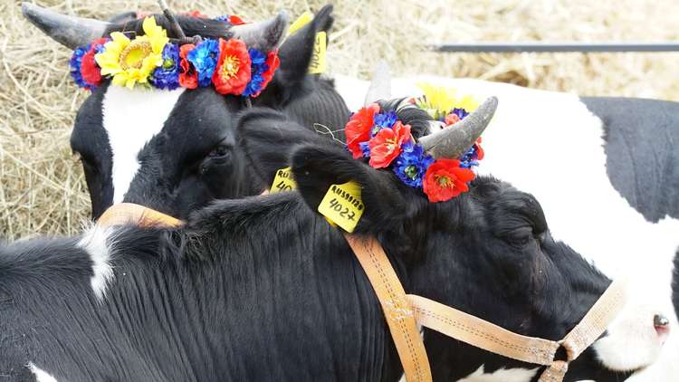 روسيا تدعم منتجيها الزراعيين بإجراء جديد