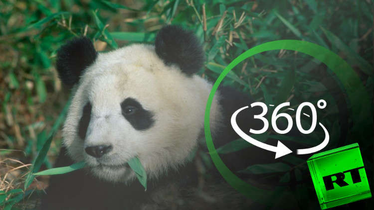 بتقنية 360 درجة.. هنا يعيش الباندا
