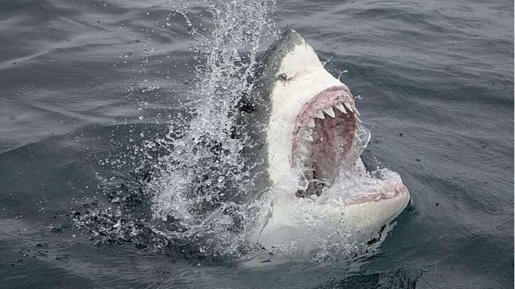 اكتشاف مروع في أحشاء أسماك القرش البيضاء