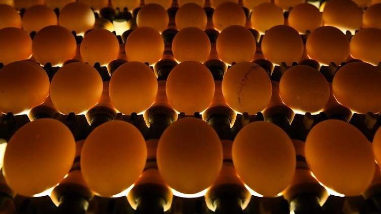 مصر تصدّر 1.08 مليون بيضة للبحرين