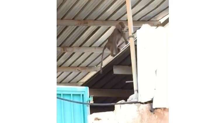 بالفيديو.. قردة تهاجم مدرسة للبنات في السعودية 