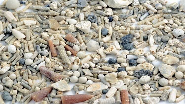 أسنان عمرها 240 ألف سنة قد تكشف عن سلف بشري غامض