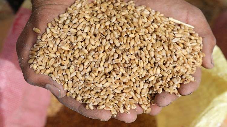 مصر تسمح بدخول شحنة قمح فرنسية عقب إعادة فحصها 