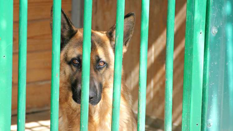 سوريا.. ازدهار تربية وتجارة الكلاب