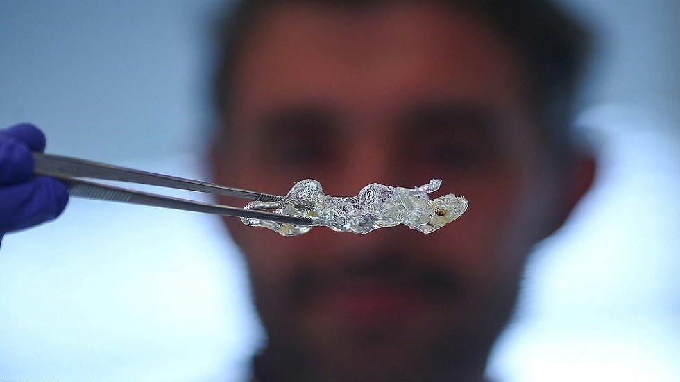 ابتكار أعضاء بشرية شفافة في اختراق علمي!