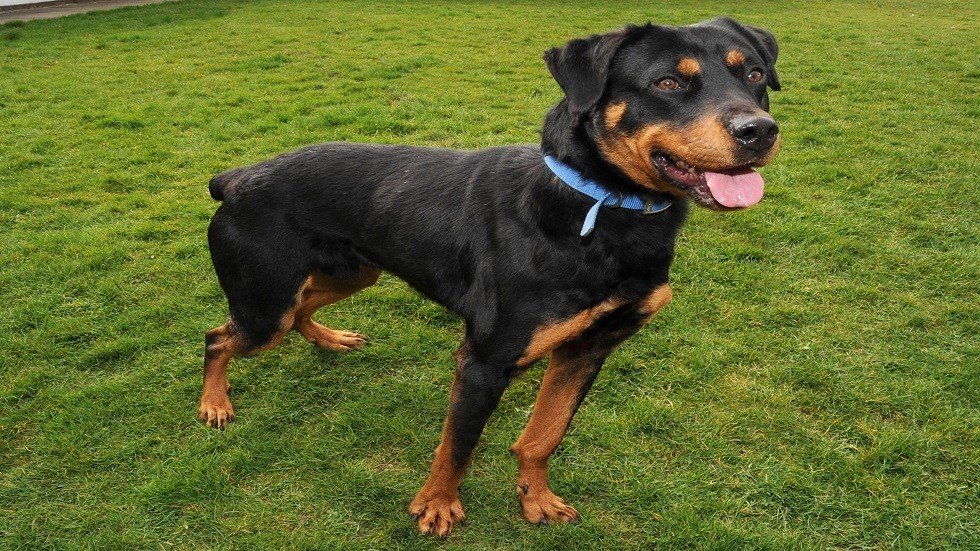 كلب يثبت وفاءه بعد وفاة أصحابه حرقا