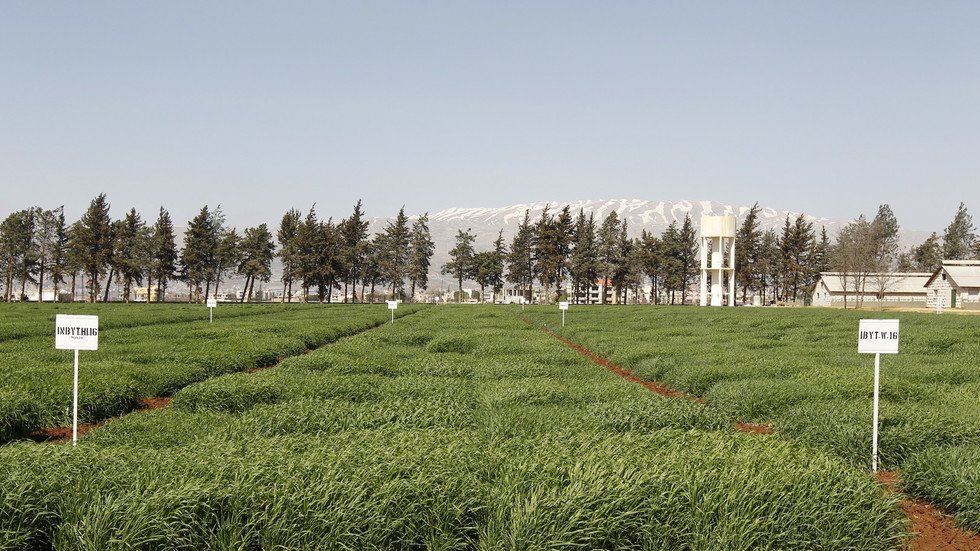 الحشرات تغزو دمشق وريفها .. و