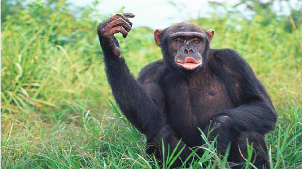 شاهد.. شمبانزي يستخدم هاتفا ذكيا لتصفح "إنستغرام"!