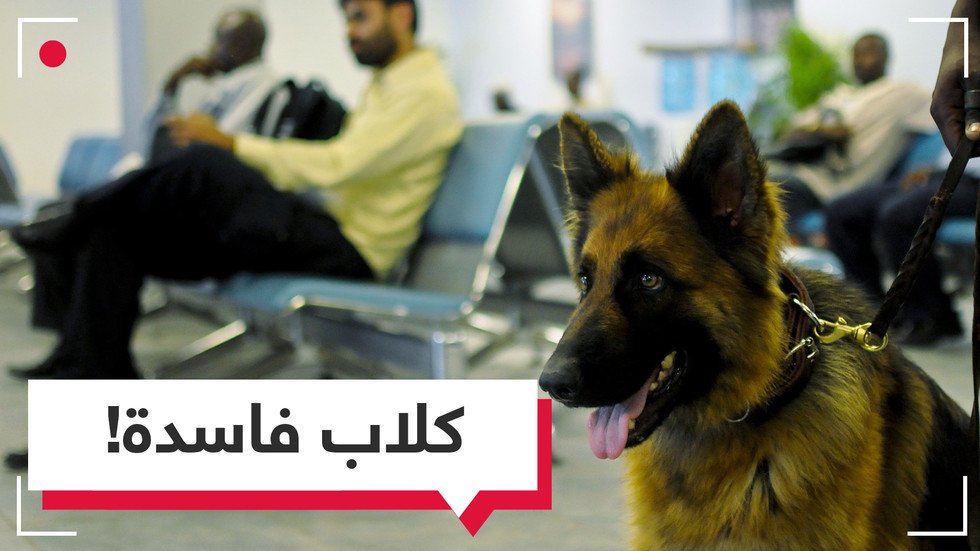 كلاب الجمارك بالكويت متهمة بالفساد.. كيف ذلك؟