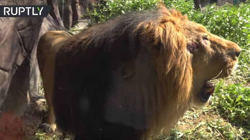 إيران: الأسد الآسيوي يعود إلى إيران بعد أكثر من 80 عاما