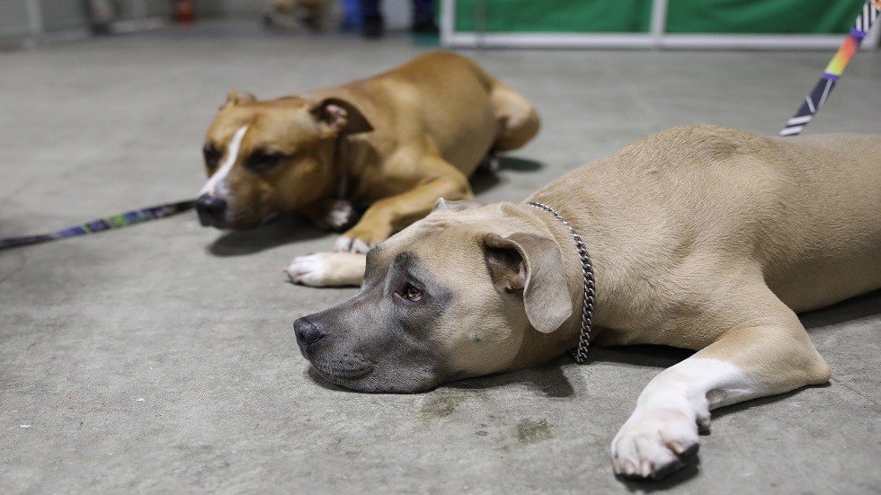 سلالة جديدة من وباء 